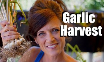 Harvesting Garlic – When and How