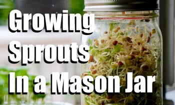 How to Grow Sprouts Indoors in a Mason Jar, No Soil Required // Growing Your Indoor Garden #2