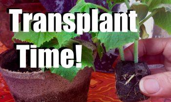 Transplanting Indoor Seedlings into Larger Containers  // $10 Garden Series #2, Season 2