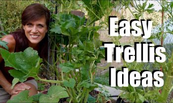 Easy & Inexpensive Trellis Ideas for Vining Plants and Just About Any Plant in Your Garden