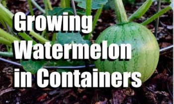 Growing Watermelon in Containers – 3 Tips // Growing Large Veggies/Fruit in Containers #2