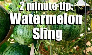 How to Make a Watermelon Sling to Support Watermelon Growing on a Trellis // CaliKim 2 Minute Tip