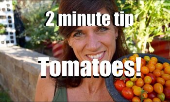 Three Quick and Simple Tips to Grow Lots of Tomatoes in the Summer Heat // CaliKim 2 Minute Tip