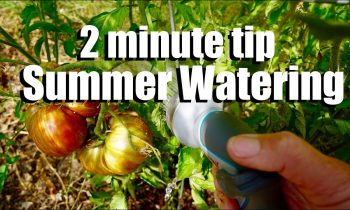 Watering Your Garden in the Summer to Beat the Heat: When, How & How Often // CaliKim 2 Minute Tip