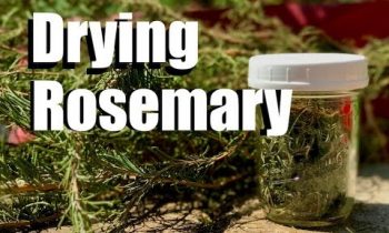 How to Dry Rosemary – Two Ways – Quick and Simple