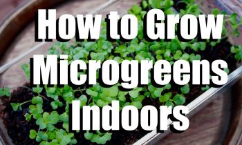 How to Grow Microgreens Indoors // Growing Your Indoor Garden #1