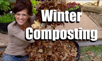 How to Make Compost in the Winter Using the Sun,  Leaves and a Black Garbage Bag