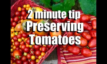 Tomatoes: 2 Quick Ways to Preserve Lots of Tomatoes-Freezing & Oven Drying // CaliKim 2 Minute Tip