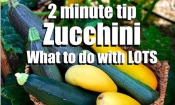 Zucchini – 2 Quick, Simple Things to Do With It:  Oven Roasting and Freezing // CaliKim 2 Minute Tip