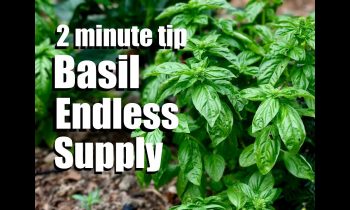 Basil: How to Have an Endless Supply by Pruning and Propagating  // CaliKim 2 Minute Tip