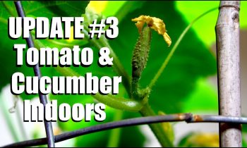 Growing Tomatoes and Cucumbers Indoors UPDATE #3: Hand Pollination  // Growing Your Indoor Garden #9