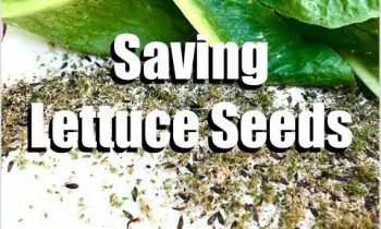 How to Save Lettuce Seeds (EASY & FREE) – Two Ways