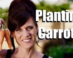 Planting Carrot Seeds in a Container with DIY Potting Mix  // $10 Garden Series #3, Season 2