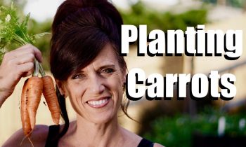 Planting Carrot Seeds in a Container with DIY Potting Mix  // $10 Garden Series #3, Season 2