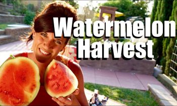 Watermelon Harvest –  Ready to Harvest? Taste Test // Growing Large Veggies/Fruit in Containers #4