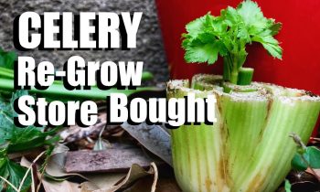 How to Grow Celery the Easy Way From Organic Store Bought Celery (Inside or Outside)