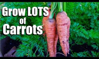 Grow LOTS of Carrots – 3 Tips