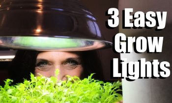 3 Easy Grow Light Set Ups for Starting Vegetable Seeds Indoors & Lumens and Kelvin Explained