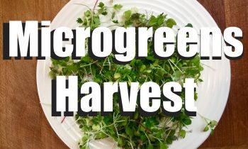 Microgreens Harvest and 3 Yummy, Easy Ways to Eat Them  // Growing Your Indoor Garden #3