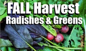 Harvesting Gorgeous Salad Greens & the Quickest Producing Radishes I’ve Ever Grown // Fall Garden #3