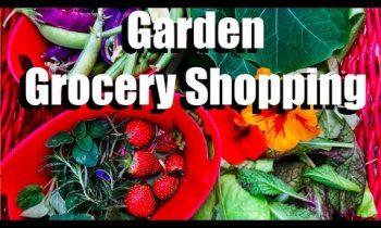 Salad Harvest – Garden Grocery Shopping!  // Lettuce Tower & Container Garden