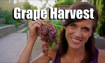 Grape Harvest from 3 Year Old Neglected Vines – Finally!