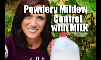 How to Control Powdery Mildew with Milk // CaliKim 2 Minute Tip