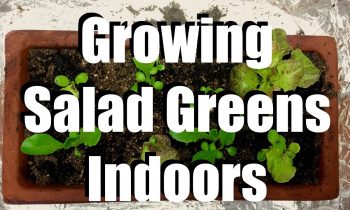 How to Grow Salad Greens Indoors & 2 Easy Indoor Grow Light Set Ups // Growing Your Indoor Garden #4