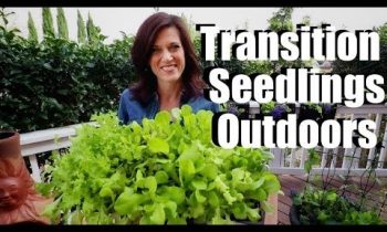 How to Transition Indoor Seedlings to Outdoors (Hardening Off) / Spring Garden Series #3