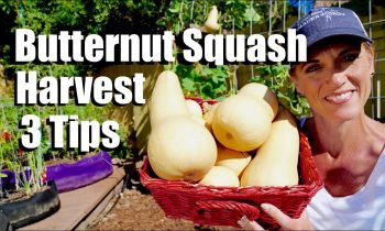 How and When to Harvest Butternut Squash – 3 Tips