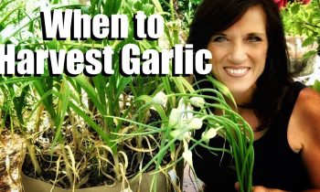 How to Know When Garlic is Ready to Harvest & Harvesting Garlic Scapes to Grow Larger Cloves