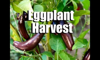 When and How to Harvest Eggplant