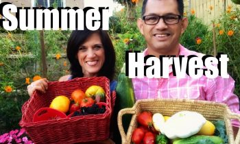 Organic Garden Summer Harvest – Let’s Get Dinner!