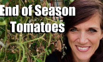 Tomato Plants: What to Do at the End of the Season