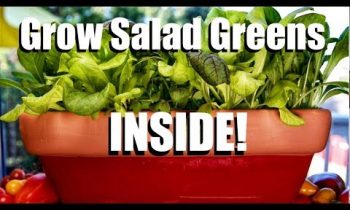 How to Grow Salad Greens INSIDE! // Indoor Garden Series #2