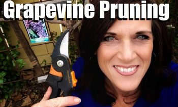 Grapevine Pruning – Spur Pruning & Basic Grapevine Parts Explained // Growing Backyard Grapes