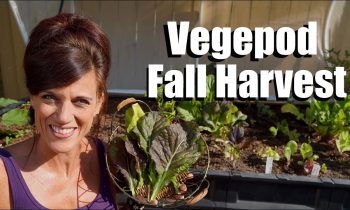 Vegepod Fall Harvest and Update – By Viewer Request