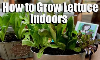 How to Grow Lettuce Indoors – Bring Your Garden INSIDE!