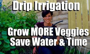 How to Install Drip Irrigation – Grow More Veggies, Save Water and Time // Spring Garden Series #9