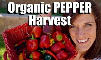 Organic Pepper Harvest, Gorgeous Colors / Fall 2017