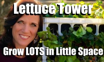 Planting a Lettuce Tower – Grow a Lot in a Little Space