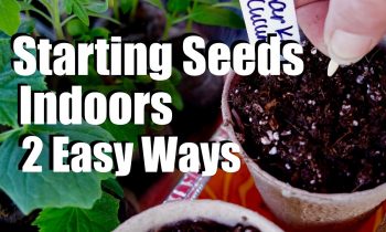 Starting Seeds Indoors for Your Spring Garden – 2 Easy Ways // $10 Garden Series #1, Season 2