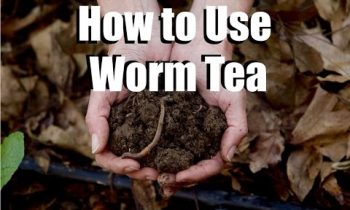 Using Worm Tea in Your Garden – What, Why, How  //  Feeding Your Garden #2