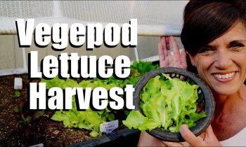 Harvesting Lettuce from the Vegepod – Seed to Harvest in 3 Weeks // Growing Lettuce in the Summer #3