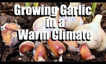 How to Grow Garlic – Plus Tips for Growing it in a Warm Climate